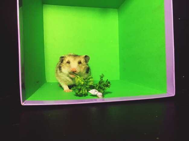 Интересно, что запуск проекта будет сопровождаться множеством мероприятий, включая турниры и специальные акции, что может привлечь еще большее количество игроков и инвесторов. Павел Дуров также выразил надежду, что внедрение Hamster Kombat в TON поможет создать новые возможности для разработчиков и пользователей в экосистеме мессенджера.