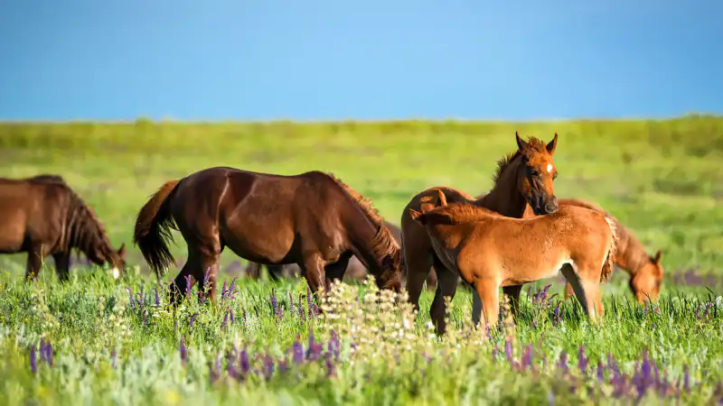 Май уходит, оставляя за собой следы дождя и солнца: что ждать от погоды в Казахстане в последний день весны?
