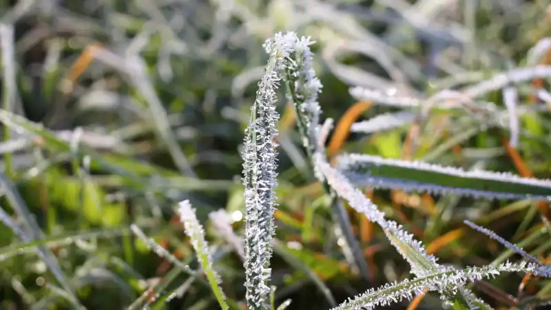 Зимний сюрприз: когда природа решит устроить ледяной балет