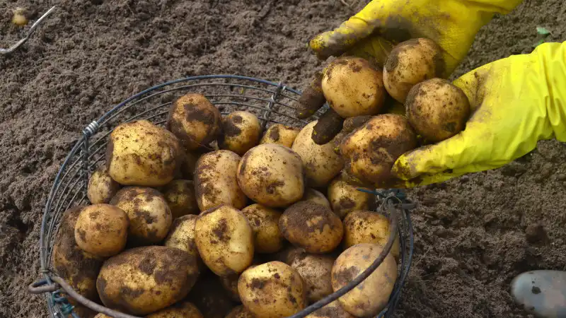 Молодой картофель: золотая находка на грядках или просто дорогая мечта? Астане