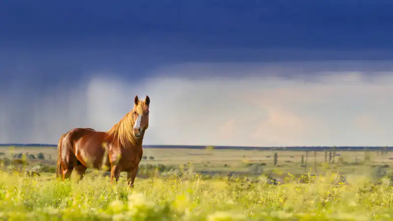 Стихия на подходе: Казахстан готовится к мощным ливням и шквалам, угрожающим урожаю и инфраструктуре Астане