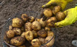 Молодой картофель: золотая находка на грядках или просто дорогая мечта?