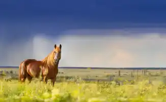 Стихия на подходе: Казахстан готовится к мощным ливням и шквалам, угрожающим урожаю и инфраструктуре