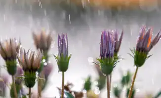 Небо готовит сюрприз: дождевые капли в танце над Астаной и Алматы