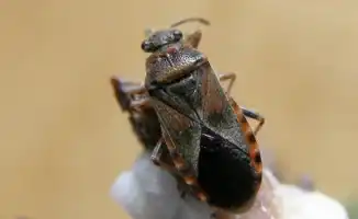 Алматы в плену: вонючие клопы устроили нашествие, как тени из подземелья