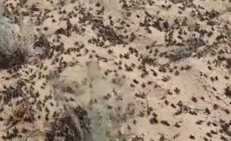 Саранча на пороге: Минсельхоз обнаружил 'зеленую армию' в своих рядах