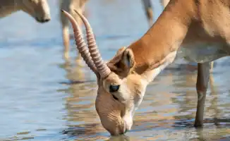 Инвесторы в Казахстане открывают новые горизонты: переработка мяса сайгаков может угрожать экосистеме и вызвать общественное недовольство