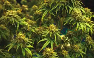 Новые правила: Казахстанские сенаторы обсуждают контроль за сортами конопли на заседании 15 ноября в Алматы