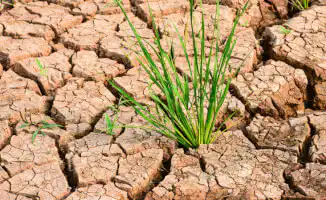 Казахстан: когда земля станет пустынным холстом для художников засухи