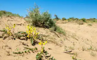 Казахстан в плену солнечного зноя: когда термометр решит устроить танец на +40