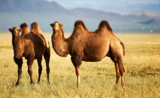 Когда солнце решит устроить танцы: Казахстан в плену летнего зноя и грозовых ритмов