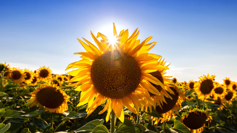 Казахстан под палящим солнцем: антициклон принесет 40-градусную жару на 26-28 августа, по данным синоптиков Казгидромета Астане