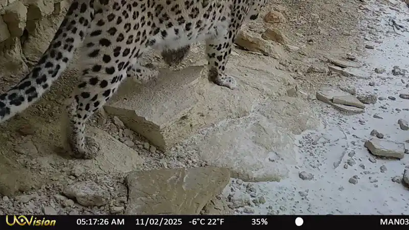Редкий леопард запечатлен в парке 'Кызылсай' Мангистауской области Астане