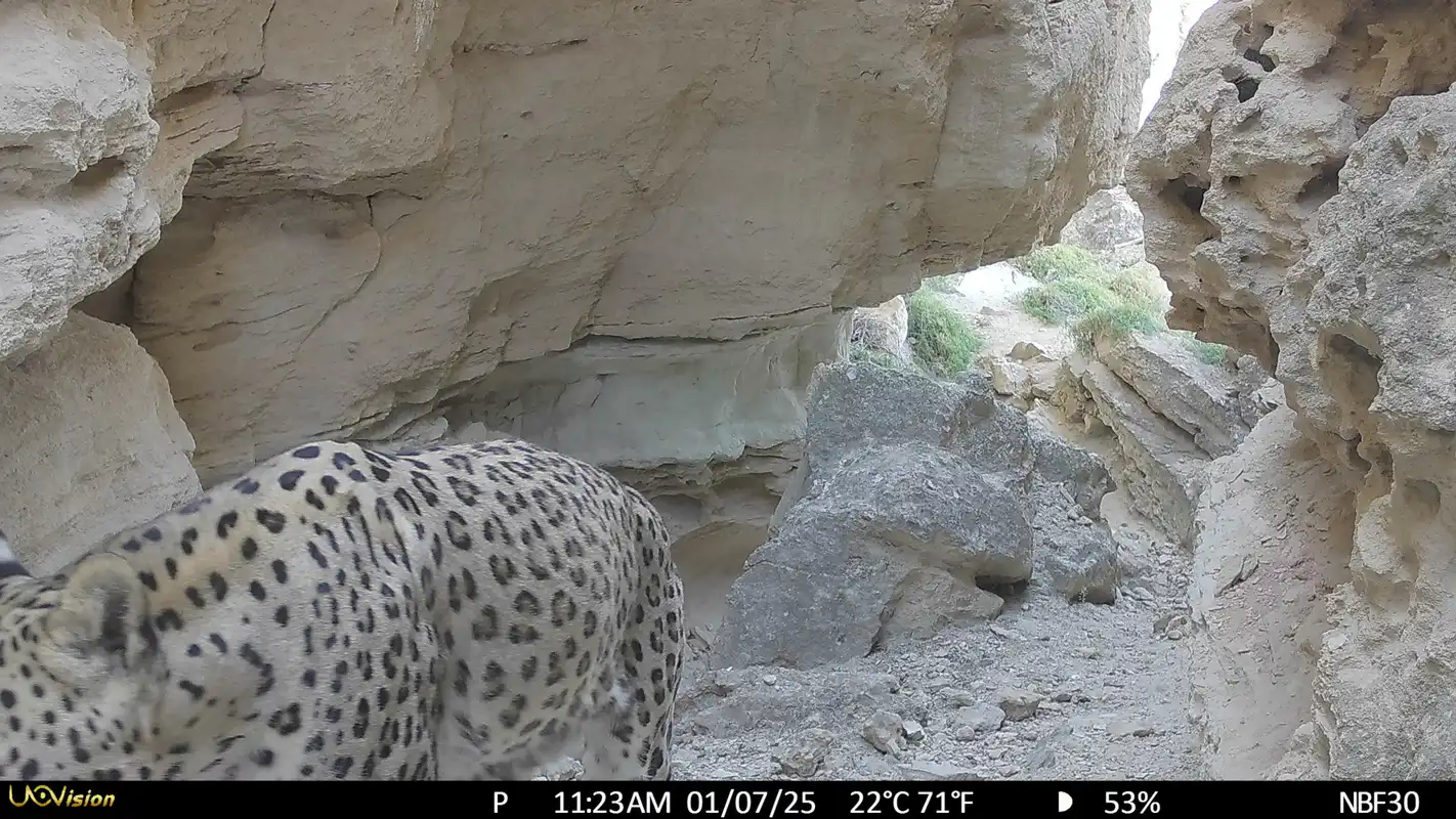 Редкий леопард