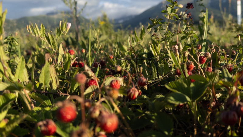 В Казахстане 22 августа ожидаются резкие перепады температуры от +10 до +36 градусов. Синоптики предупреждают о дожде, грозах, граде и сильном ветре в ряде городов, особенно на юге страны. Астане
