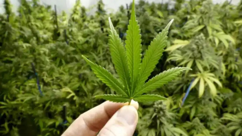 Россия экстрадировала наркоторговца в Казахстан: скрывался более 6 лет по запросу Генеральной прокуратуры Астане