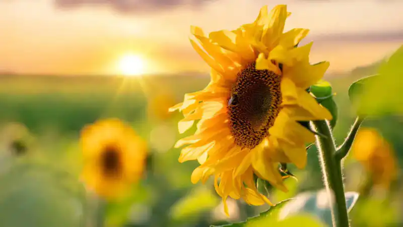 Казахстан в огне и молнии: как природа устроит летний спектакль 28 июля Астане