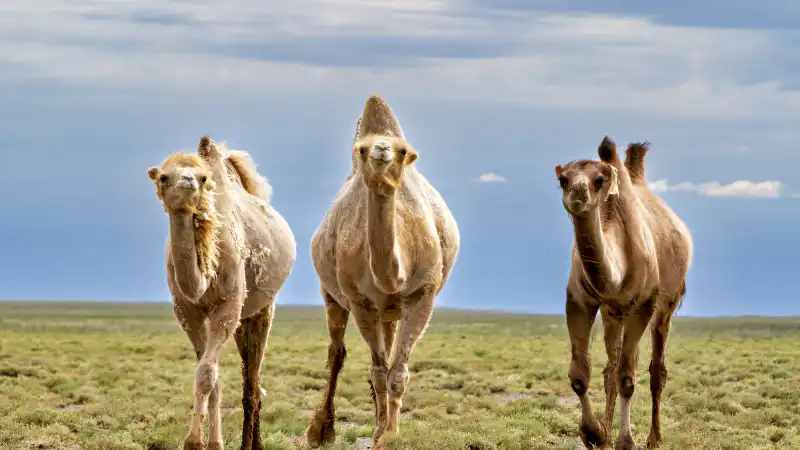 Сильная жара на юге Казахстана: контраст с дождями и грозами на севере страны 20 августа Астане