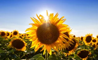 Казахстан под палящим солнцем: антициклон принесет 40-градусную жару на 26-28 августа, по данным синоптиков Казгидромета