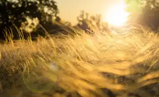 Синоптики прогнозируют возвращение 40-градусной жары в Казахстан: что ожидать 7-9 августа