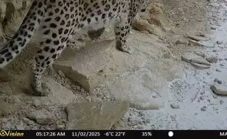 Редкий леопард запечатлен в парке 'Кызылсай' Мангистауской области