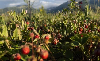 В Казахстане 22 августа ожидаются резкие перепады температуры от +10 до +36 градусов. Синоптики предупреждают о дожде, грозах, граде и сильном ветре в ряде городов, особенно на юге страны.