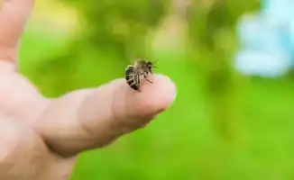 Пчёлы в Ботсаду: реакция на жалобу матери