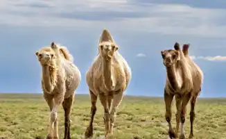 Сильная жара на юге Казахстана: контраст с дождями и грозами на севере страны 20 августа