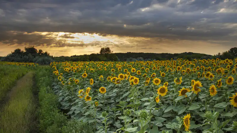 Циклон в Казахстане: синоптики прогнозируют ливни и палящее солнце, предупреждая о жаре и грозах в ряде городов Астане