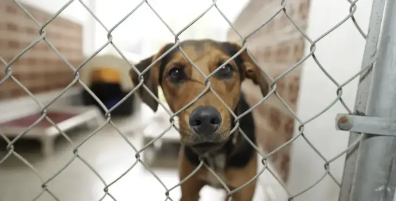 Собака в клетке