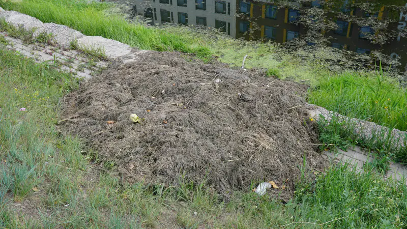 Ручей Сарыбулак в Астане превращается в болото: мусор, крысы и мёртвые голуби угрожают экологии города Астане