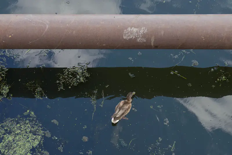 Утка в грязной воде