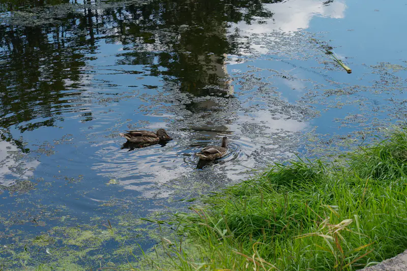 Утки в грязной воде