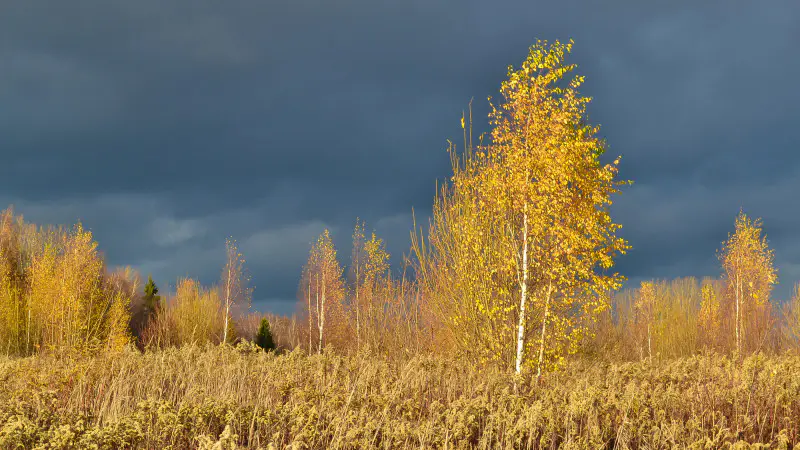 Циклон принесет резкое похолодание в Казахстан: прогноз погоды на 27 сентября Астане
