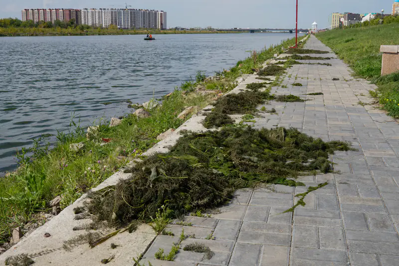 Выловленный из Ишима ил, Астана