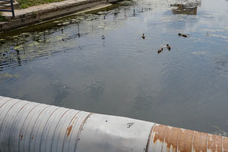 Утки в реке, Астана