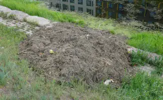 Ручей Сарыбулак в Астане превращается в болото: мусор, крысы и мёртвые голуби угрожают экологии города