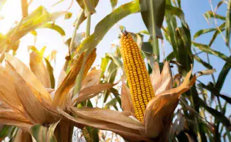 В Казахстане ожидается аномально высокая температура: до +38 градусов в условиях осенних гроз и ветра.