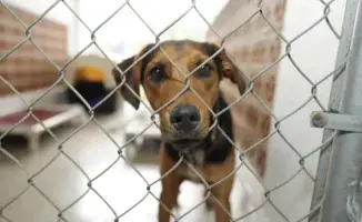 В Казахстане зоозащитники протестуют против нового закона об обращении с животными: введение таймера на euthanasia вызывает общественное беспокойство