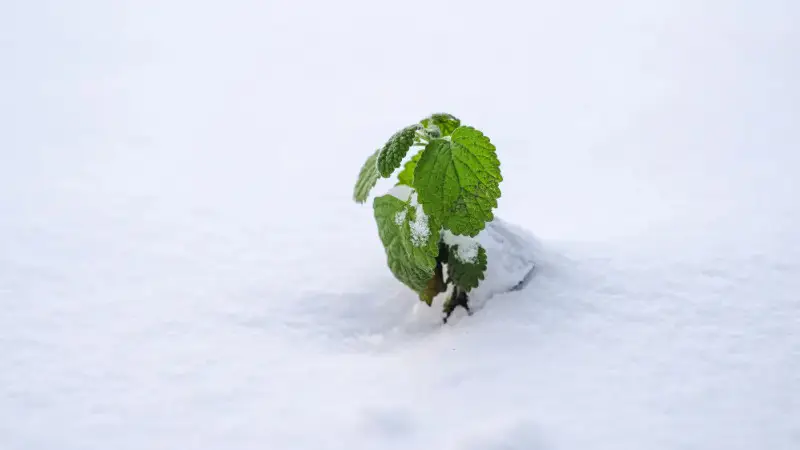 В Казахстане ожидаются внезапные заморозки и снег: синоптики предупреждают о непогоде в ряде городов 28 сентября. Астане