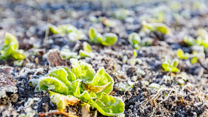 Казахстан готовится к резким изменениям погоды: заморозки и пыльные бури могут повлиять на повседневную жизнь граждан Астане