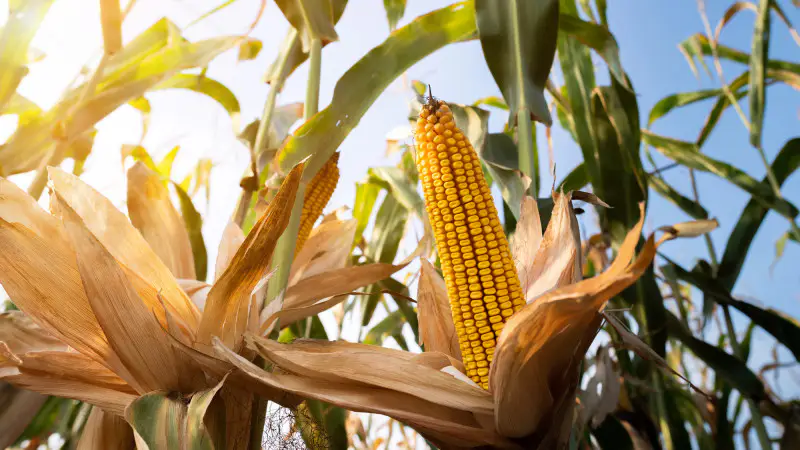 В Казахстане ожидается аномально высокая температура: до +38 градусов в условиях осенних гроз и ветра. Астане