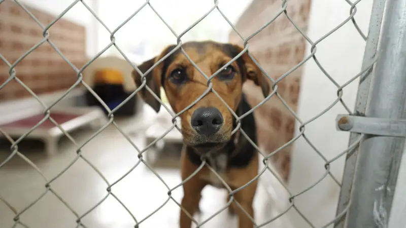 В Казахстане зоозащитники протестуют против нового закона об обращении с животными: введение таймера на euthanasia вызывает общественное беспокойство Астане