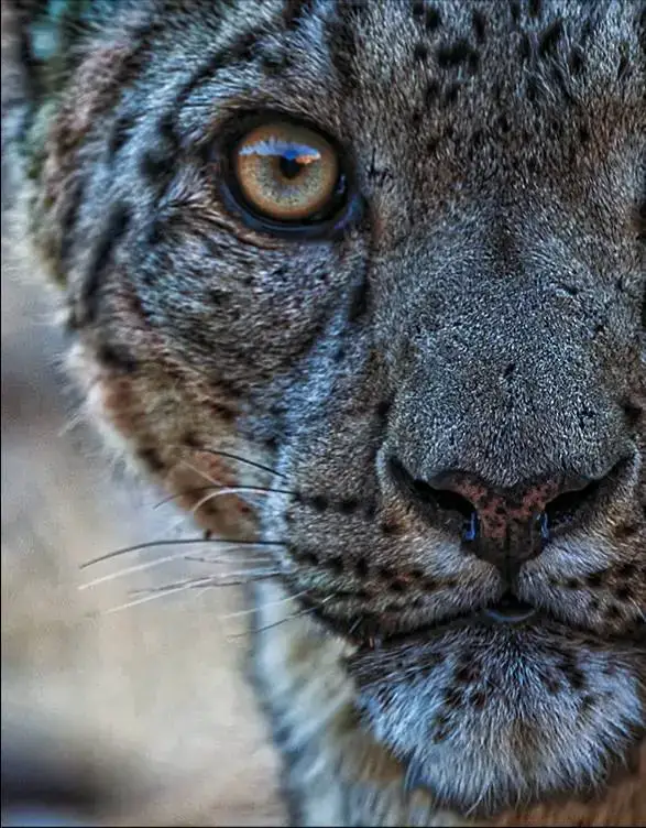 Международный день снежного барса: важность охраны редкого вида для экосистемы Казахстана Астане