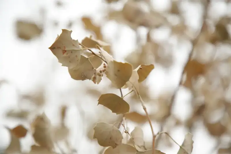 Более 150 тысяч жителей вышли на общегородской субботник в Астане (6)