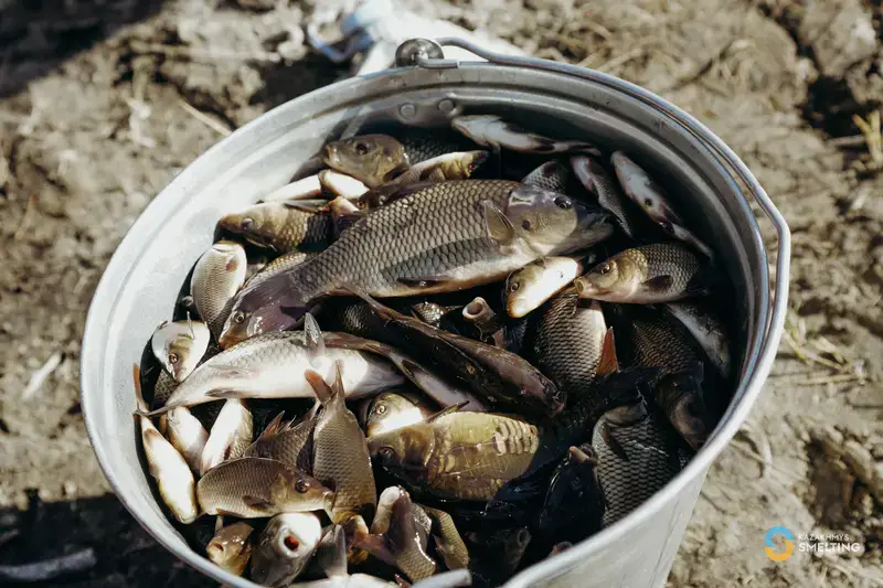 В озеро Балхаш выпустили 125 тысяч сеголеток сазана (5)