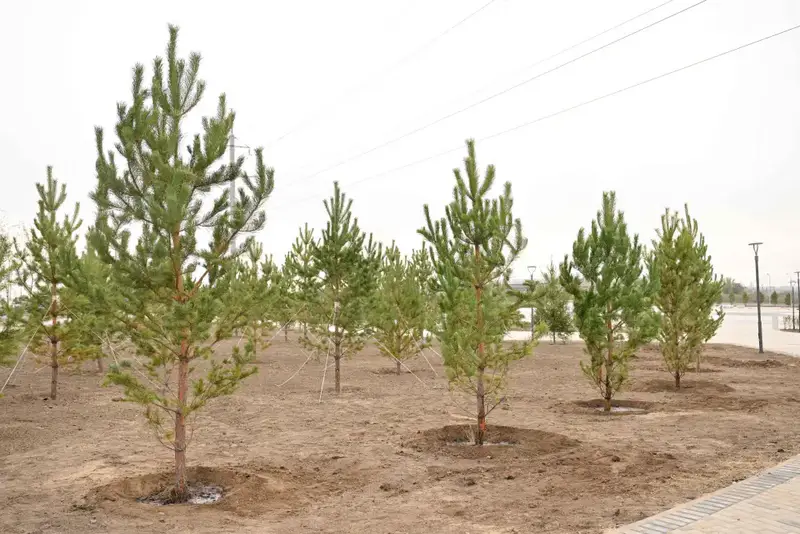 В области Абай высажено 5 тысяч саженцев деревьев (4)