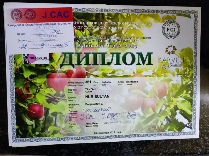 Успех тайгана Нурсултана из Осакаровского района подчеркивает важность сохранения уникальных пород в Казахстане Астане