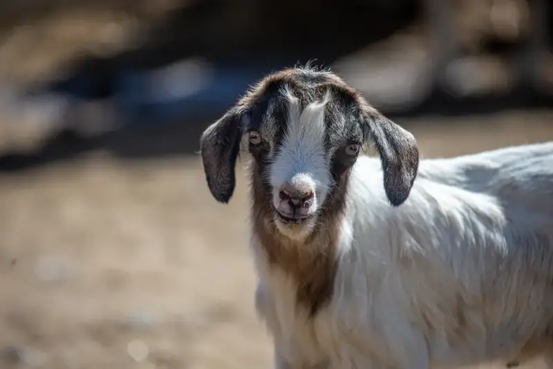 В области Жетісу к зиме заготовили уже свыше 2 млн. тонн кормов, а поголовье сельхозживотных превысило 2,7 млн. голов (6)