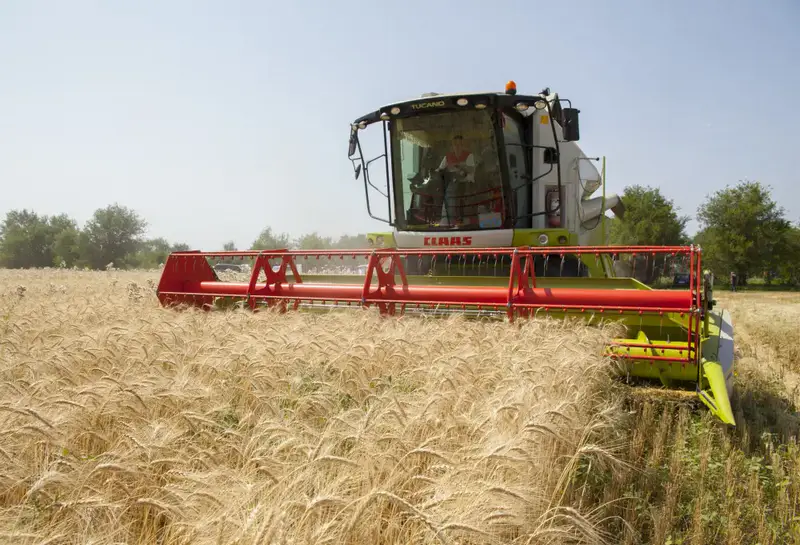 Алматинские фермеры собрали рекордный урожай зерна и кукурузы (3)